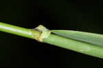 Reed canarygrass